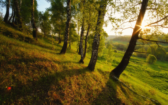 Grassy field trees sunshine autumn free wallpaper for desktop - medium preview image