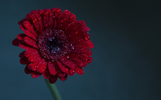Red flower water droplets dark free wallpaper for desktop - medium preview image