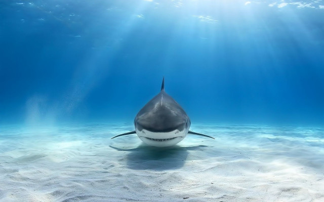 Shark sunbeams ocean water photorealism free wallpaper for desktop - medium preview image