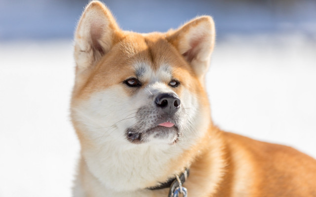 Shiba inu dog snow collar free wallpaper for desktop - medium preview image