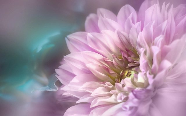 Pink lily bee water droplets free wallpaper for desktop - medium preview image