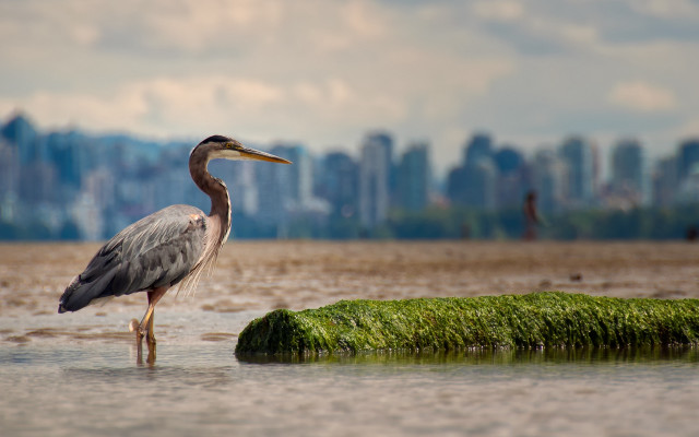 Bird water grassy city cloudy free wallpaper for desktop - medium preview image