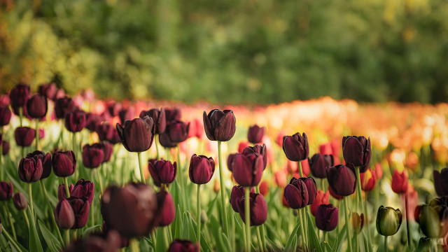 Tulip field bokeh rich colors free wallpaper for desktop - medium preview image
