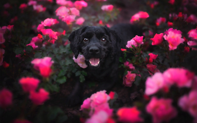 Black dog pink flowers blurry free wallpaper for desktop - medium preview image