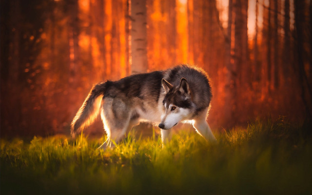 Wolf forest sunset autumn leaves free wallpaper for desktop - medium preview image