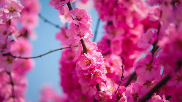 Pink sakura blossoms branch blue free wallpaper for desktop - medium preview image