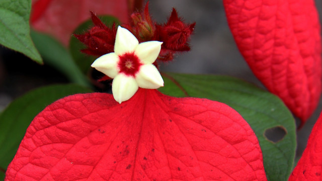 Dominic fegallia red white flower free wallpaper for desktop - medium preview image