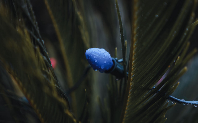 Pine tree water droplets red free wallpaper for desktop - medium preview image