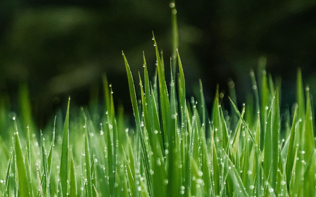 Dew grass macro nature blurry free wallpaper for desktop - medium preview image