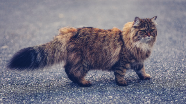 Fluffy cat walking street red free wallpaper for desktop - medium preview image