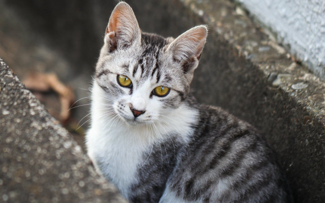 Sad cat on rock wall #2 free wallpaper for desktop - medium preview image