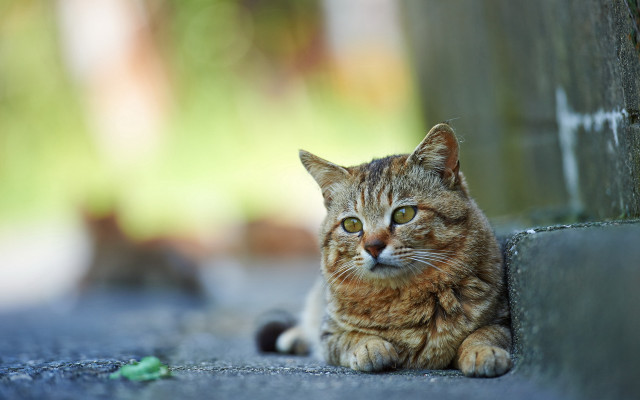 Cat wall green bokeh animal free wallpaper for desktop - medium preview image