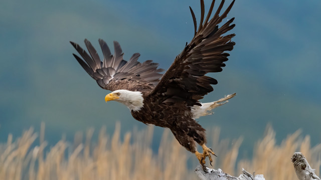 Bald eagle flying over dry free wallpaper for desktop - medium preview image