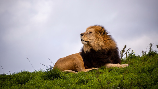 Lioness laying grassy field cloudy free wallpaper for desktop - medium preview image