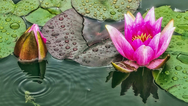 Pink flower floating pond lily free wallpaper for desktop - medium preview image