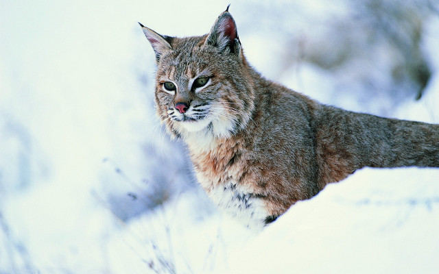 Lynx snow sad look digital free wallpaper for desktop - medium preview image