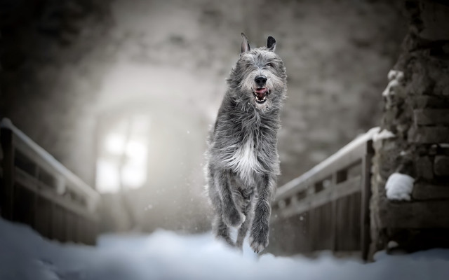 Dog snow running light shining free wallpaper for desktop - medium preview image