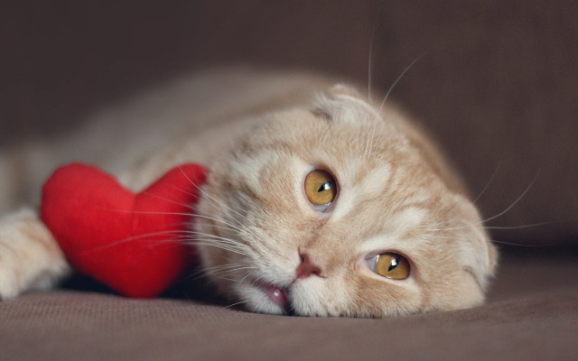 Cat loving shiba inu romantic free wallpaper for desktop - medium preview image