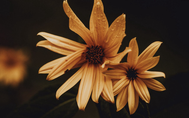 Yellow flowers water droplets vase free wallpaper for desktop - medium preview image