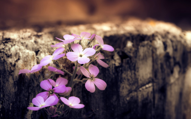 Purple flowers crack wall brown free wallpaper for desktop - medium preview image