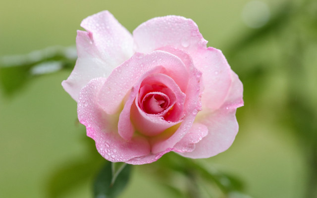 Pink rose water droplets macro #6 free wallpaper for desktop - medium preview image