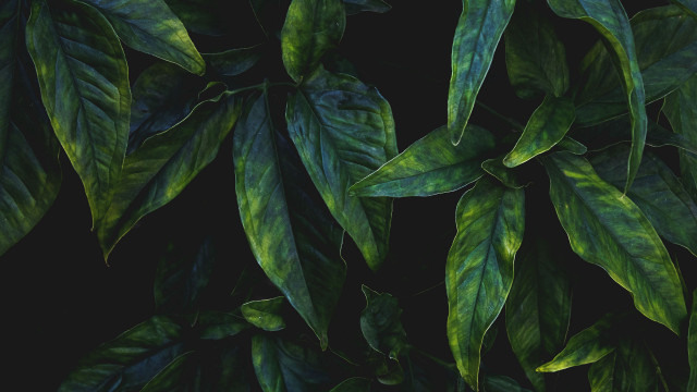 Green leafy plant light shadow free wallpaper for desktop - medium preview image