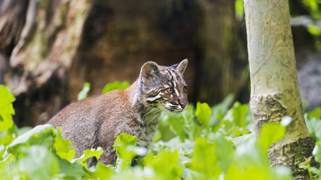 Cat grass trees bushes outdoors free wallpaper for desktop - medium preview image