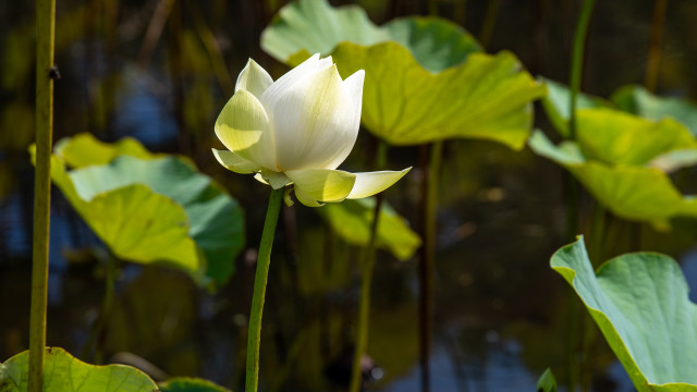 White flower water lilies green free wallpaper for desktop - medium preview image