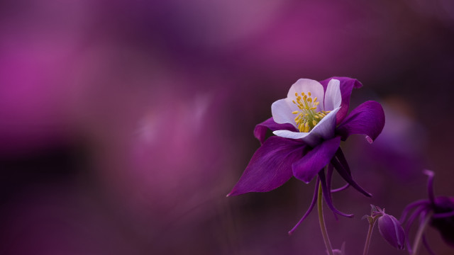 Purple flower macro kimono lily free wallpaper for desktop - medium preview image