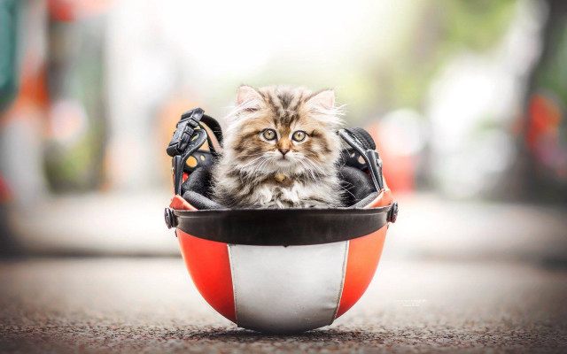 Cat helmet headphones street photorealistic free wallpaper for desktop - medium preview image