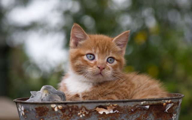 Kitten bucket bird mouth blue free wallpaper for desktop - medium preview image