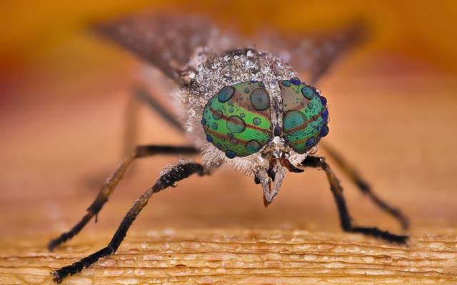 Green black insect macro bokeh free wallpaper for desktop - medium preview image
