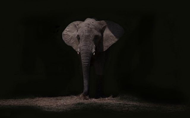 Elephant dark trunk side naturalism free wallpaper for desktop - medium preview image