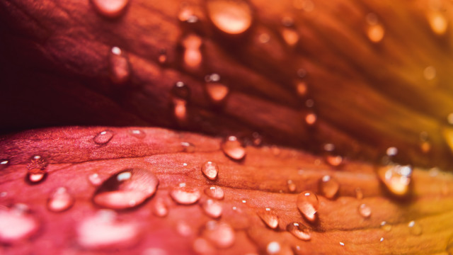 Flower water droplets moon sunset free wallpaper for desktop - medium preview image