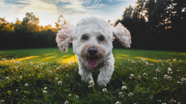 White dog running field flowers free wallpaper for desktop - medium preview image