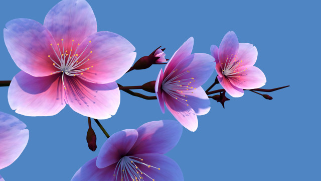 Pink flowers branch blue sky free wallpaper for desktop - medium preview image