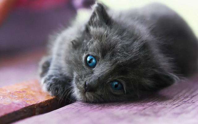 Small gray kitten blue eyes #3 free wallpaper for desktop - medium preview image
