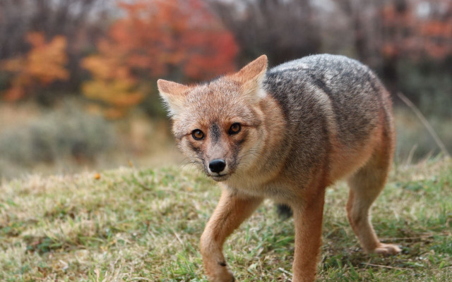 Small fox autumn leaves blurry free wallpaper for desktop - medium preview image