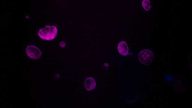 Jellyfish darkwater night purpleglow holography free wallpaper for desktop - medium preview image