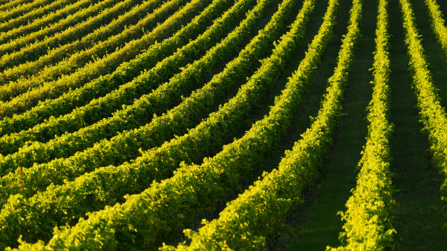 Green field vines sunset flower free wallpaper for desktop - medium preview image