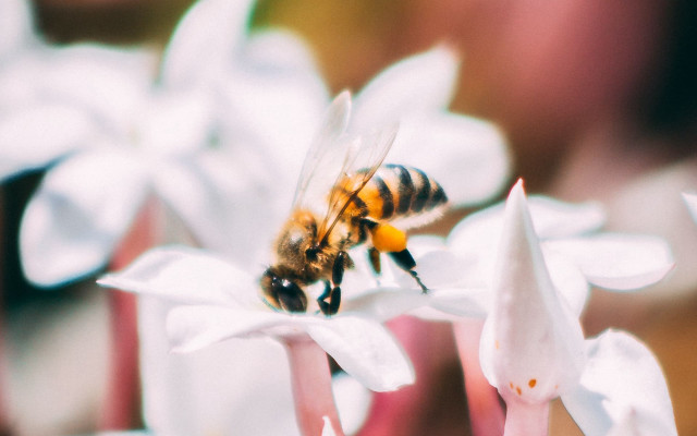 Bee flower bokeh blurry macro free wallpaper for desktop - medium preview image