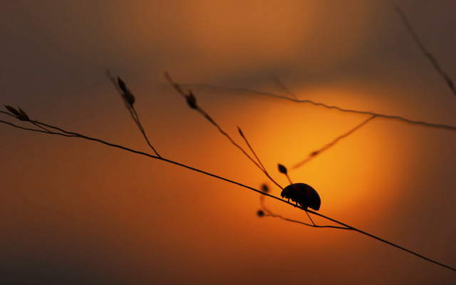 Bird sunset branch macro art free wallpaper for desktop - medium preview image