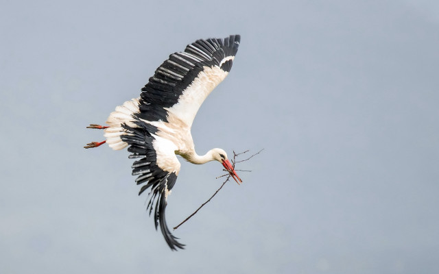 Large bird flying branch fish free wallpaper for desktop - medium preview image