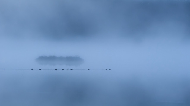 Birds foggy water tree minimalism free wallpaper for desktop - medium preview image