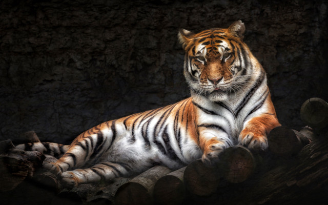 Tiger laying on logs dark free wallpaper for desktop - medium preview image