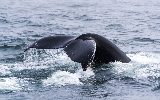 Whale dive water marine scene free wallpaper for desktop - medium preview image