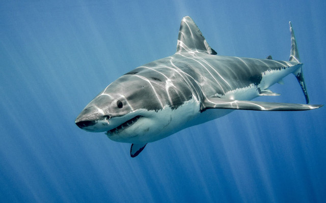 Great white shark camera attachment free wallpaper for desktop - medium preview image