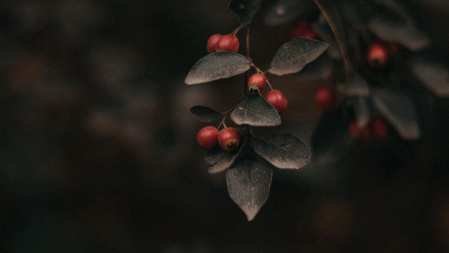 Branch berries leaves macro blurry free wallpaper for desktop - medium preview image