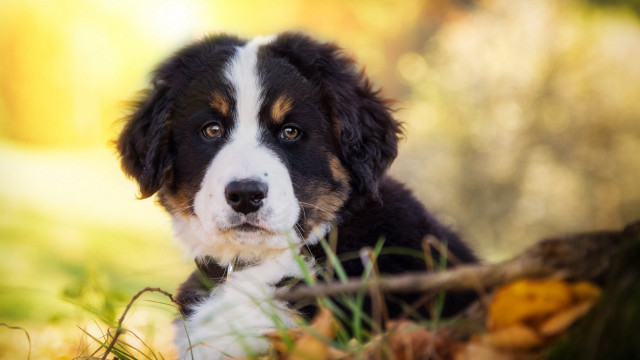 Dog sitting grass stick sad free wallpaper for desktop - medium preview image