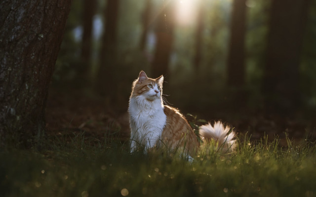 Cat grass tree woods sunlit free wallpaper for desktop - medium preview image